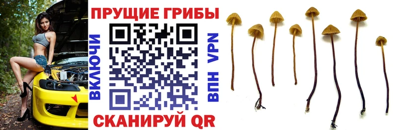 Галлюциногенные грибы Cubensis  наркотики  Энем 